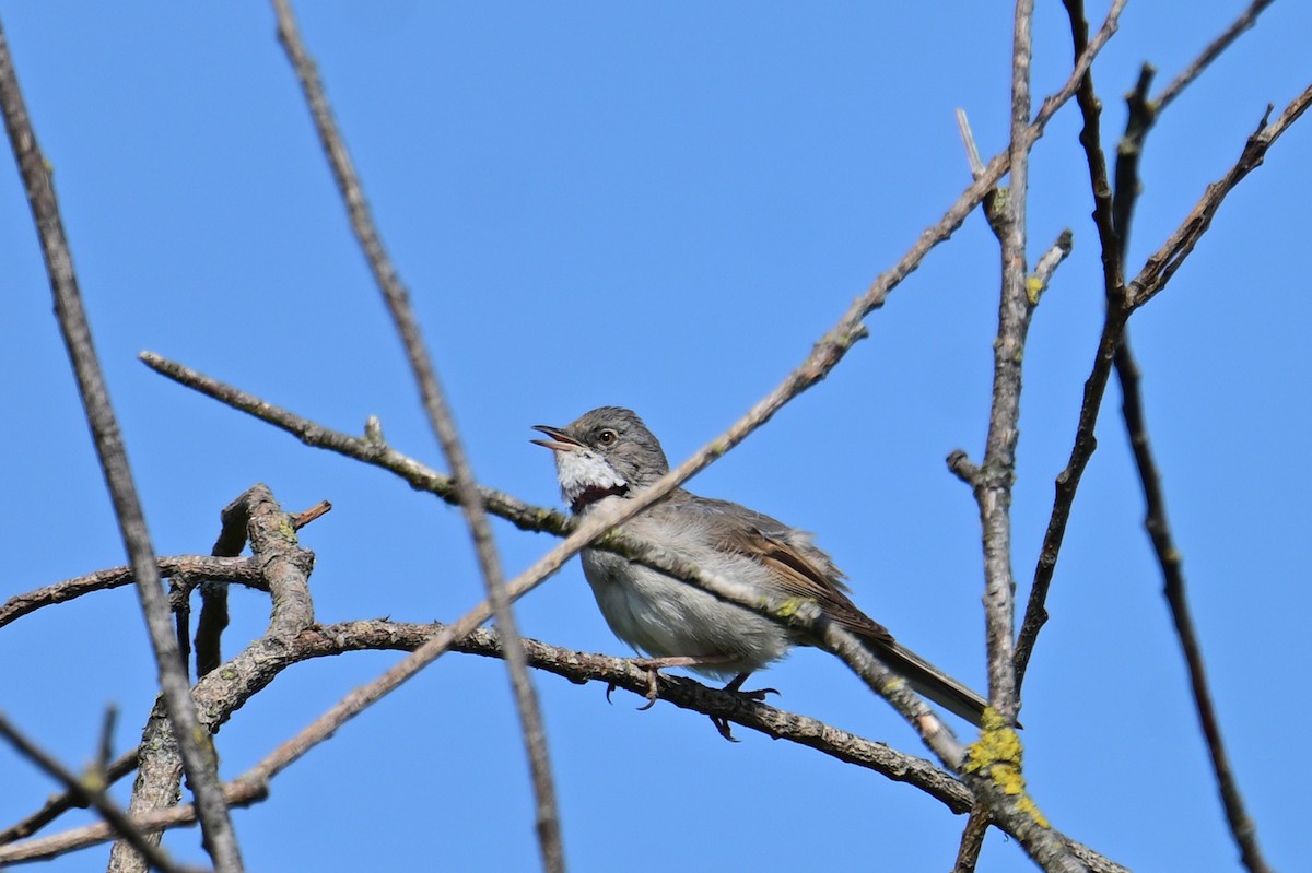 Greater Whitethroat - Mathias Haffner