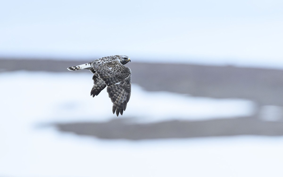 Rough-legged Hawk - ML581120841