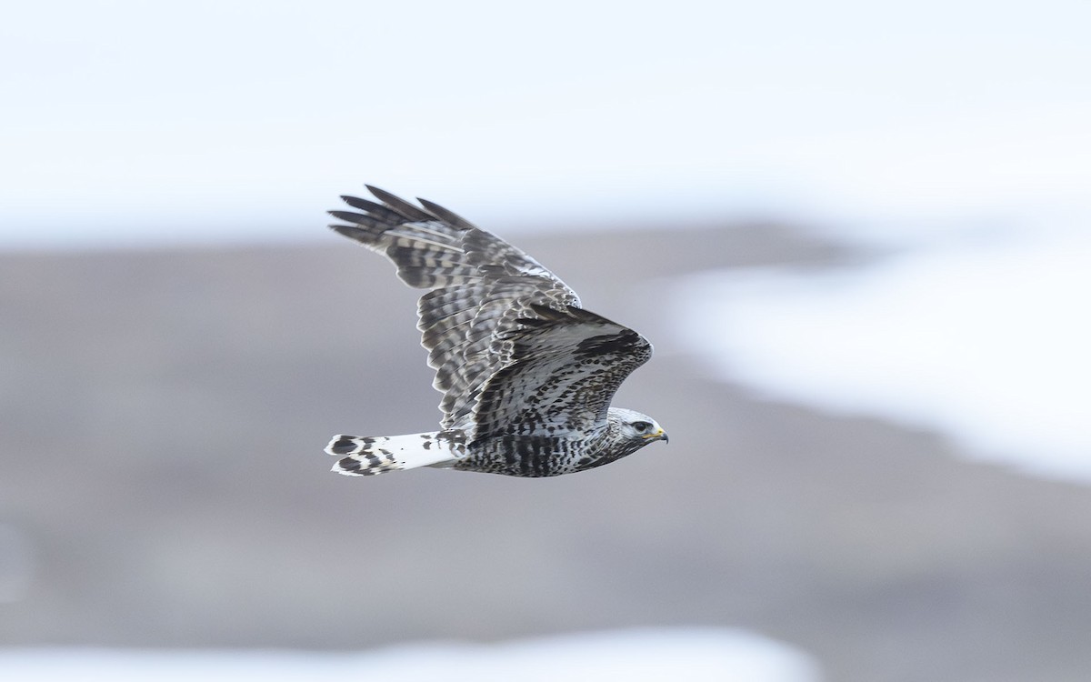 Rough-legged Hawk - ML581120851