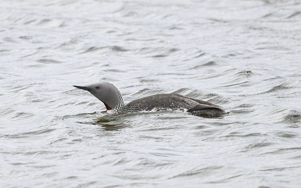 Red-throated Loon - ML581120881