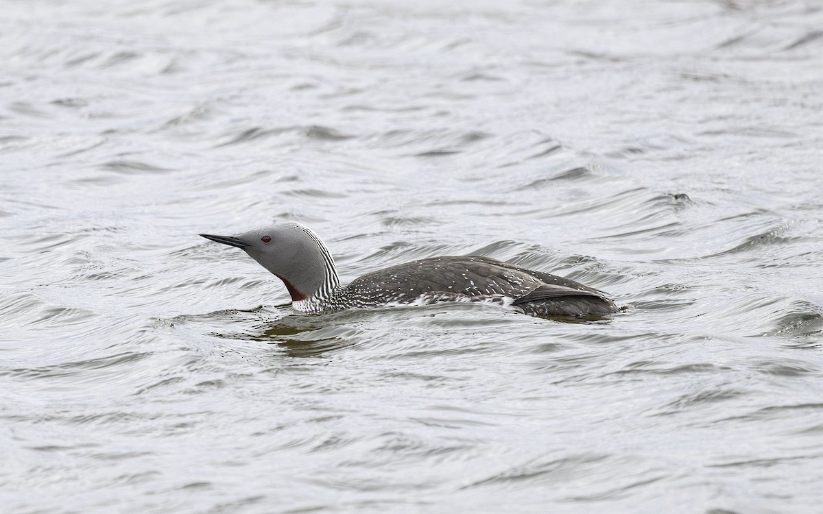 Red-throated Loon - Sin-Syue Li