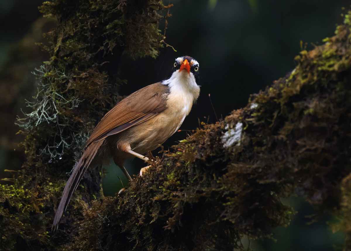 Brown-crowned Scimitar-Babbler (albogularis Group) - ML581121231