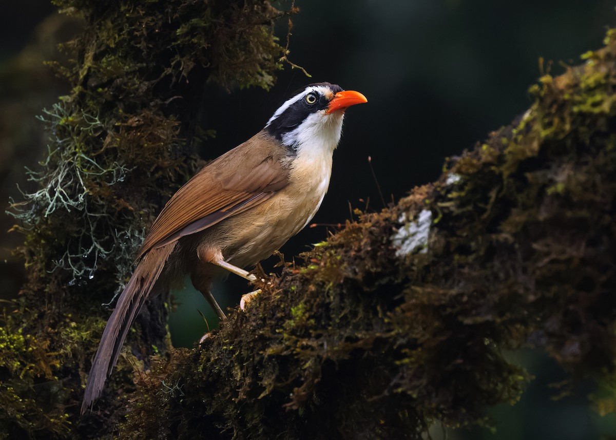 Brown-crowned Scimitar-Babbler (albogularis Group) - ML581121241