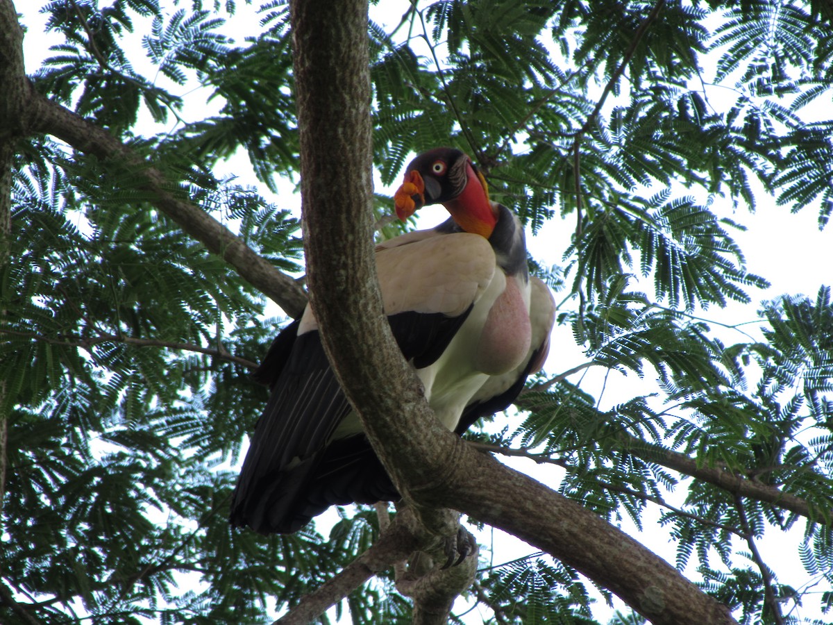 King Vulture - ML58112151