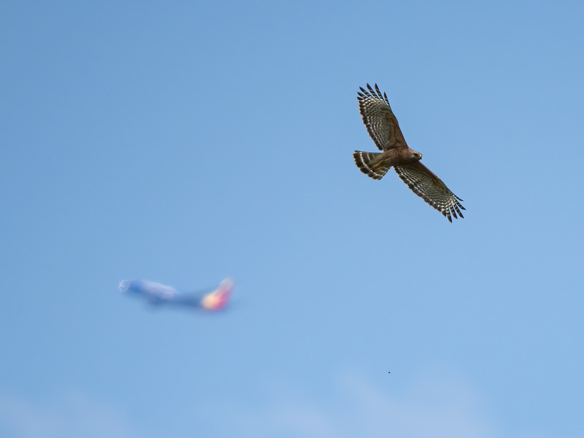 Red-shouldered Hawk - ML581121741