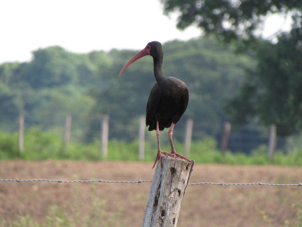 rødmaskeibis - ML58112281