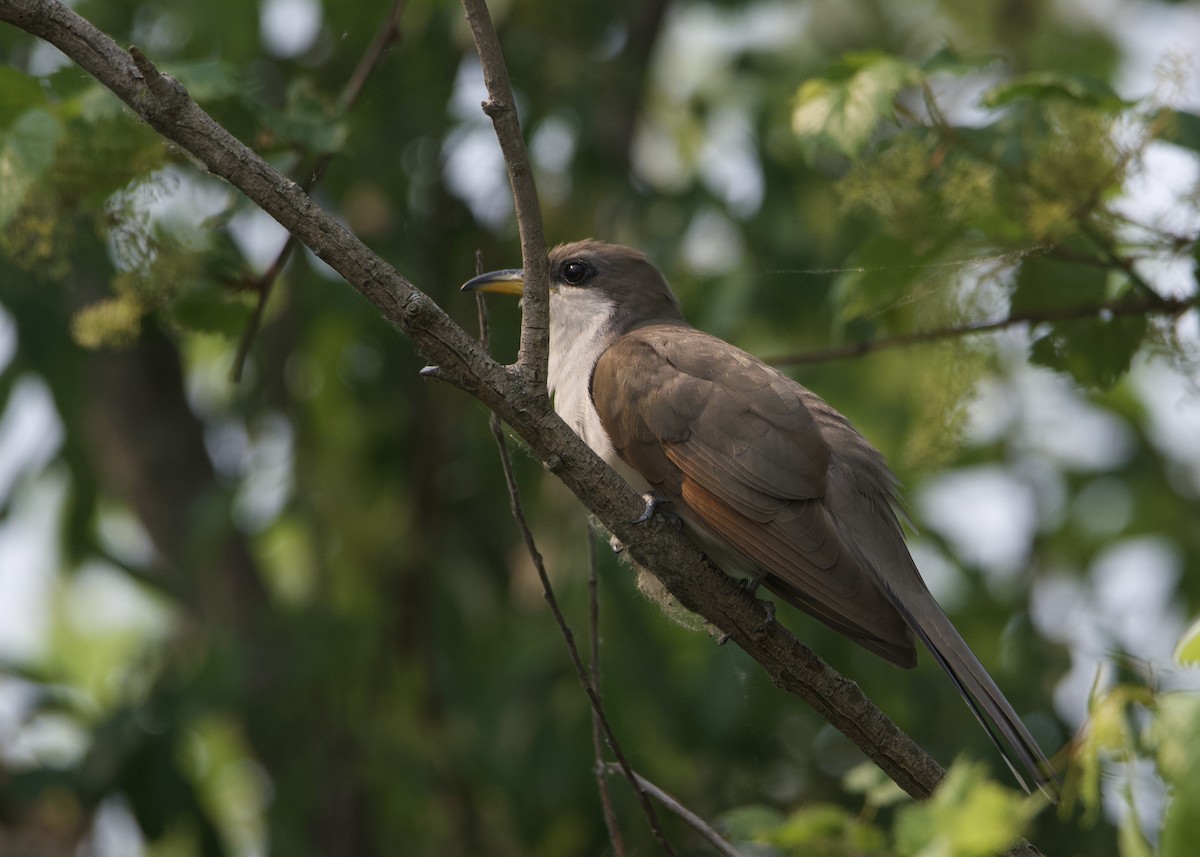 Yellow-billed Cuckoo - ML581123981