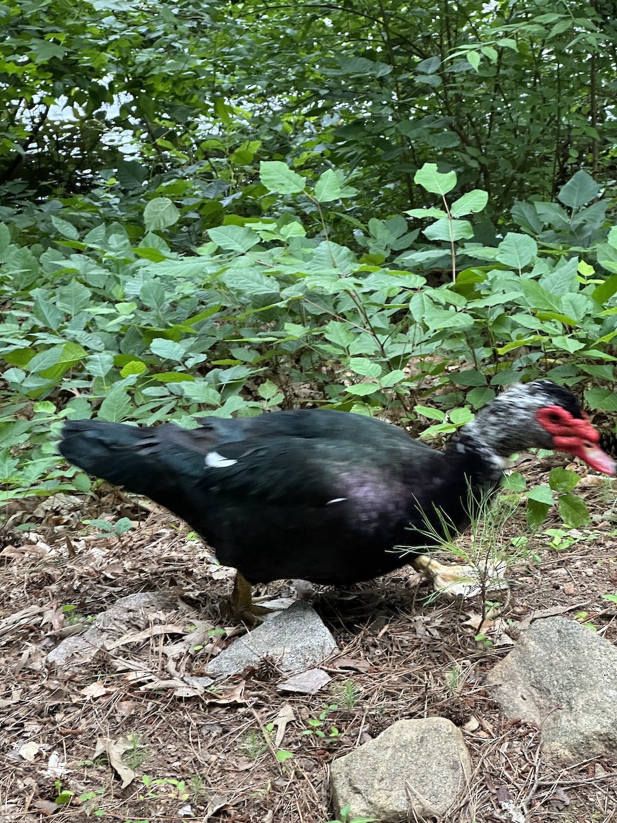 Muscovy Duck (Domestic type) - ML581124051