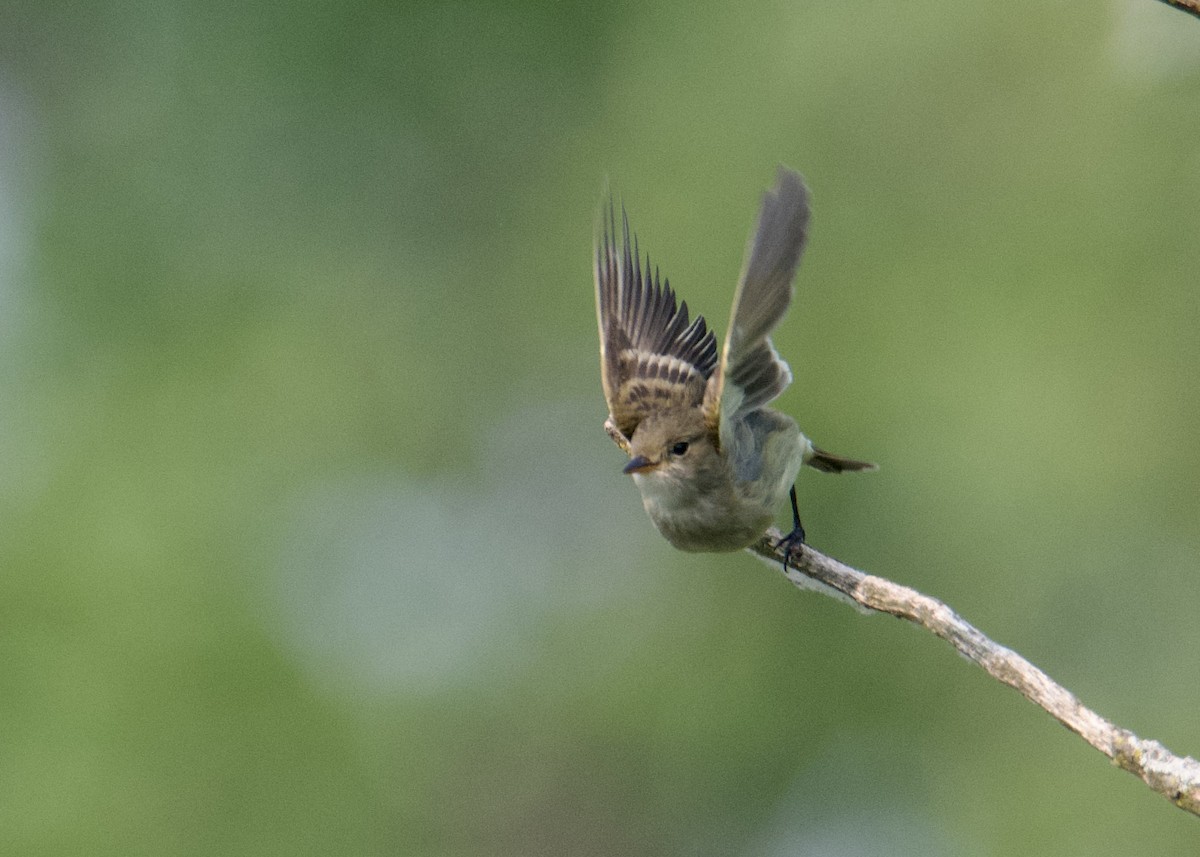 Willow Flycatcher - ML581124131