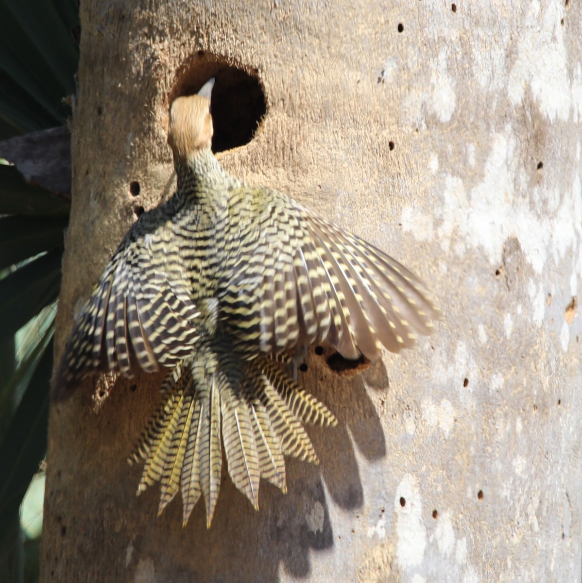 Fernandina's Flicker - ML581125071