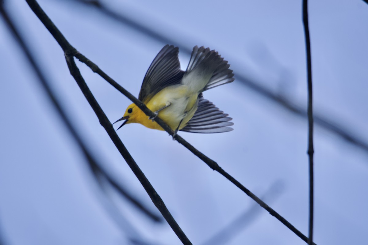 Prothonotary Warbler - ML581125891