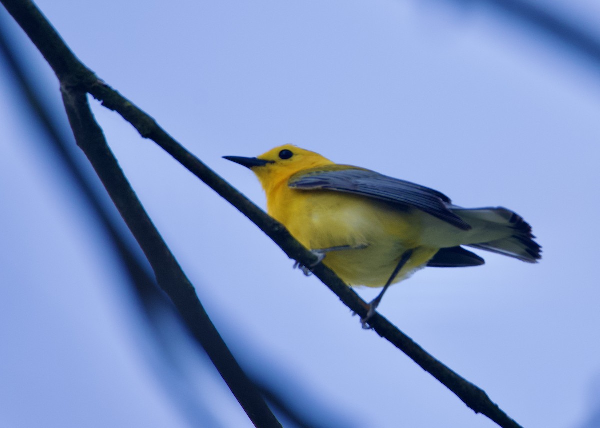 Prothonotary Warbler - ML581125921