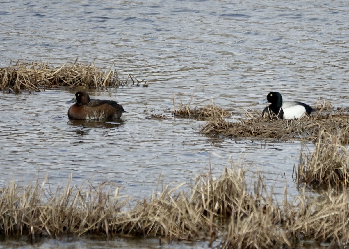 Greater Scaup - ML581126001
