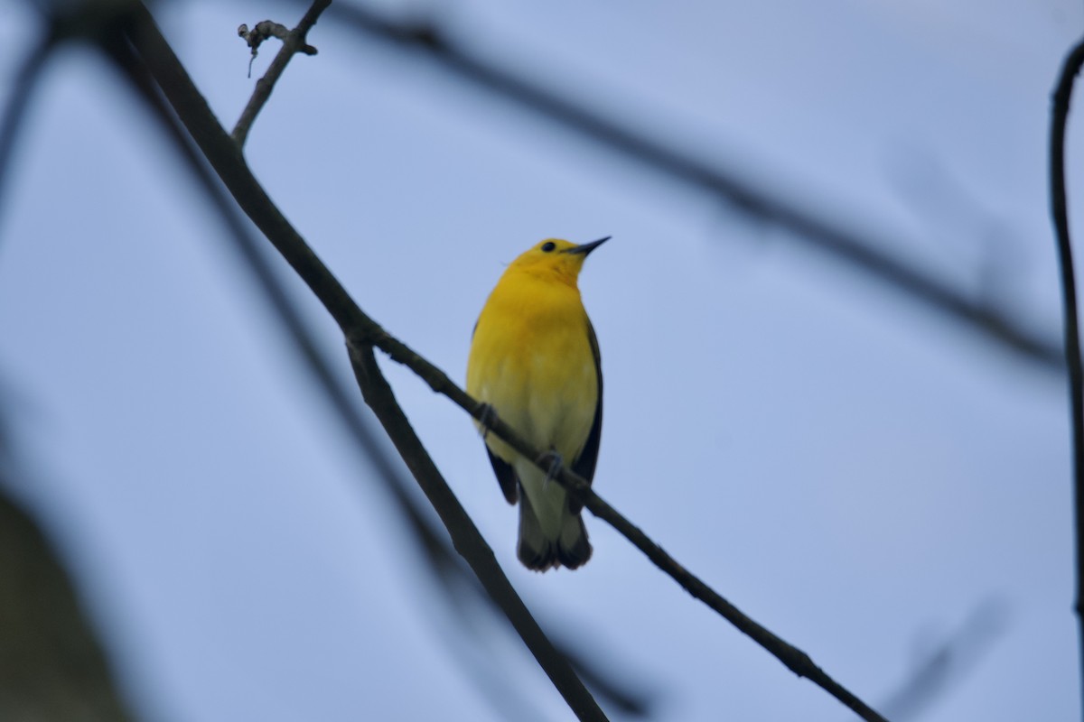 Prothonotary Warbler - ML581126011