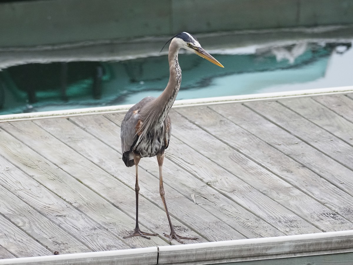 Great Blue Heron - ML581126291