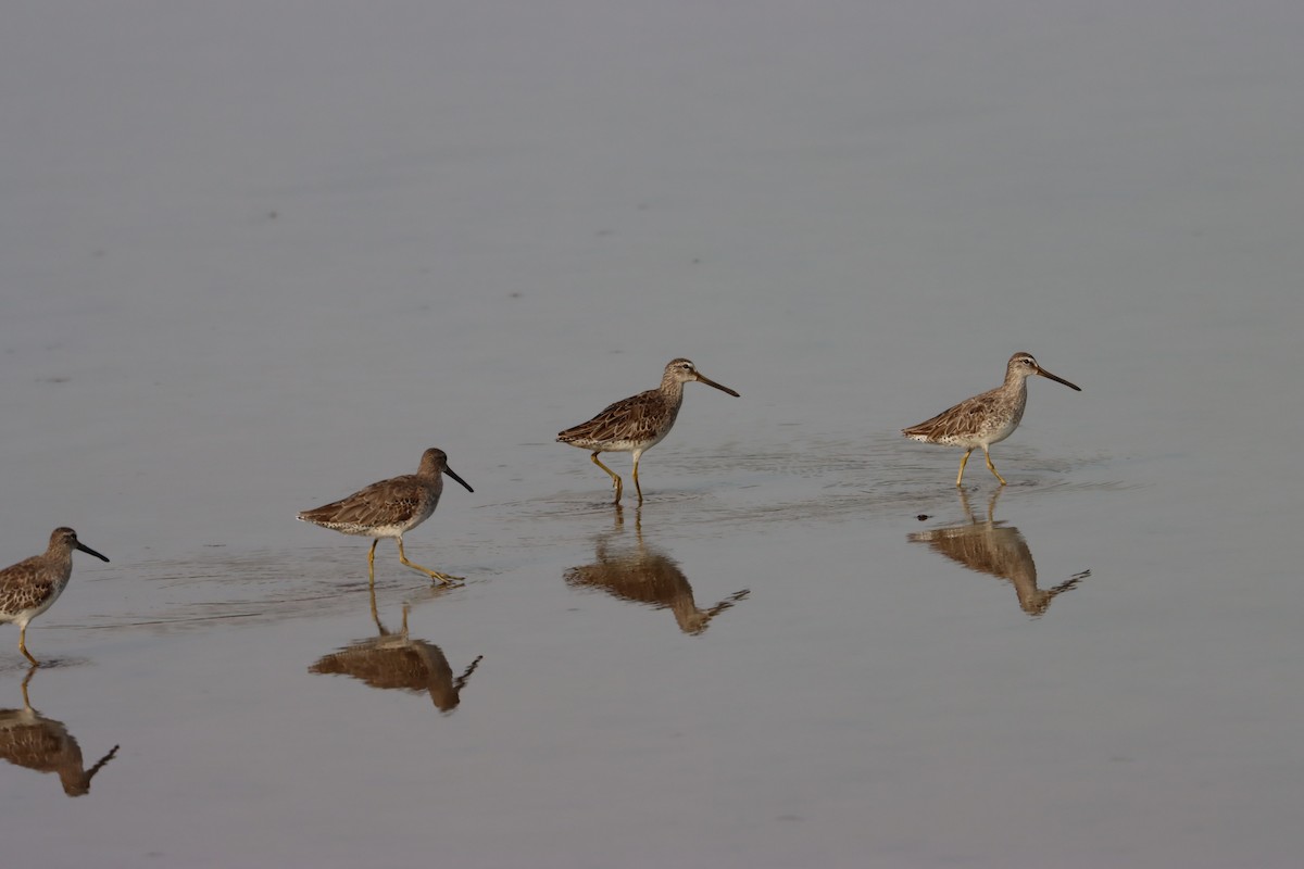 Short-billed Dowitcher - ML581127301