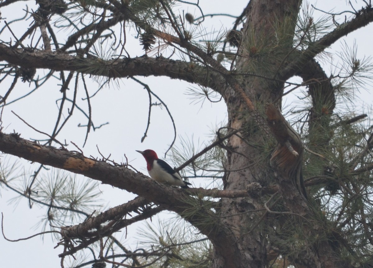 Red-headed Woodpecker - Jonathan Cobb