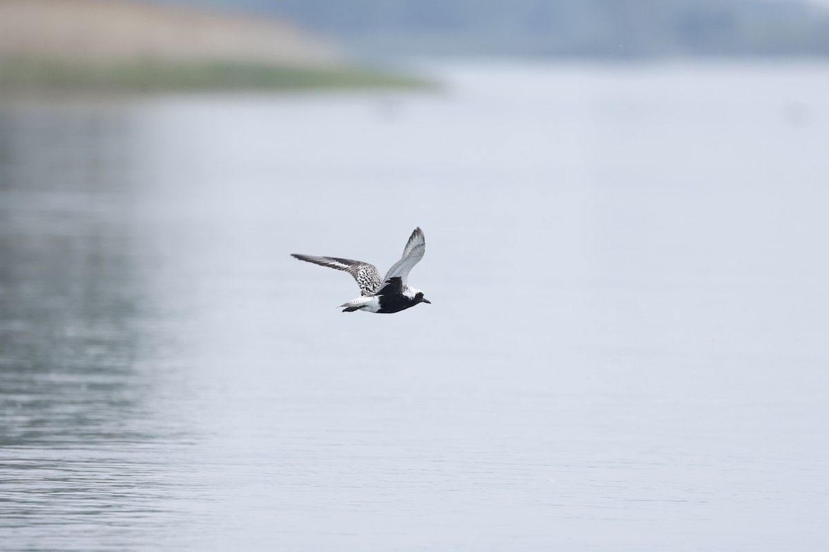 Black-bellied Plover - ML581128431