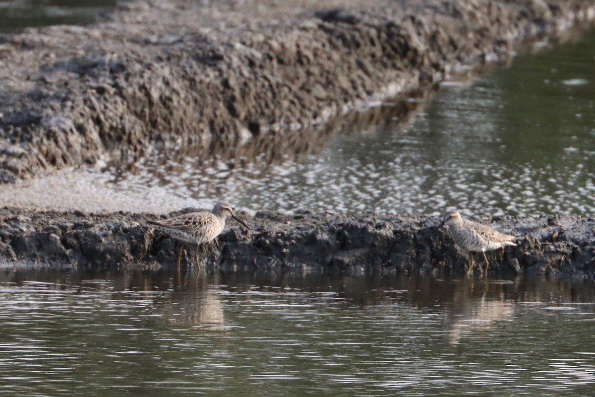 Stilt Sandpiper - ML581128591