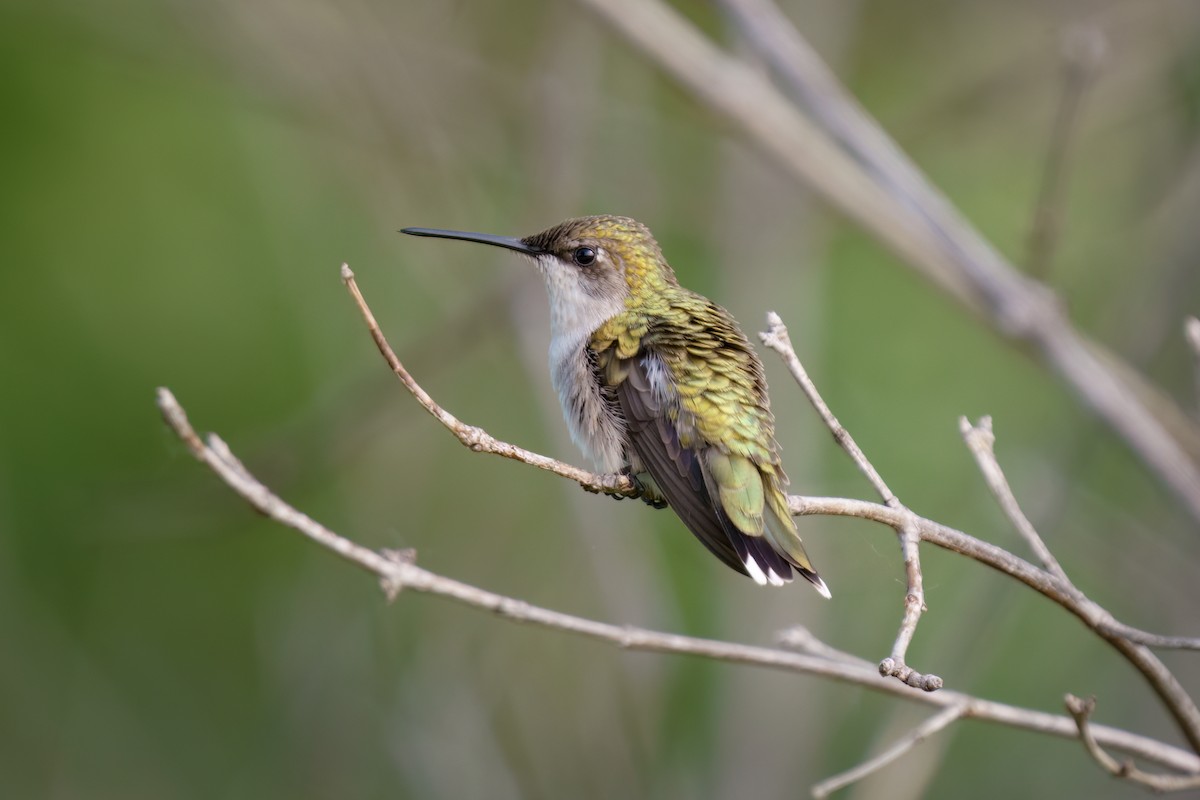 Ruby-throated Hummingbird - ML581128731