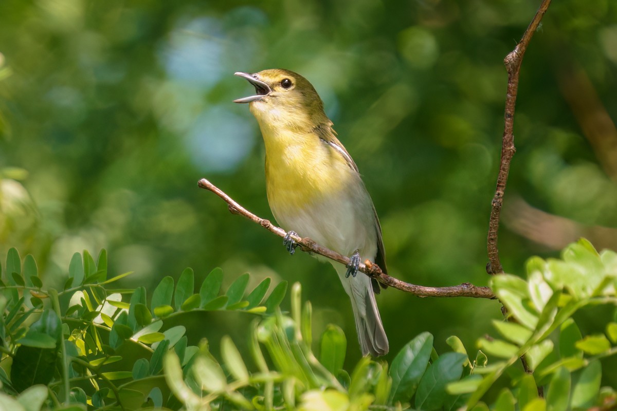 Yellow-throated Vireo - ML581129121