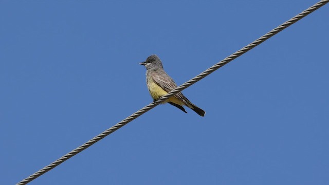 Cassin's Kingbird - ML581129181