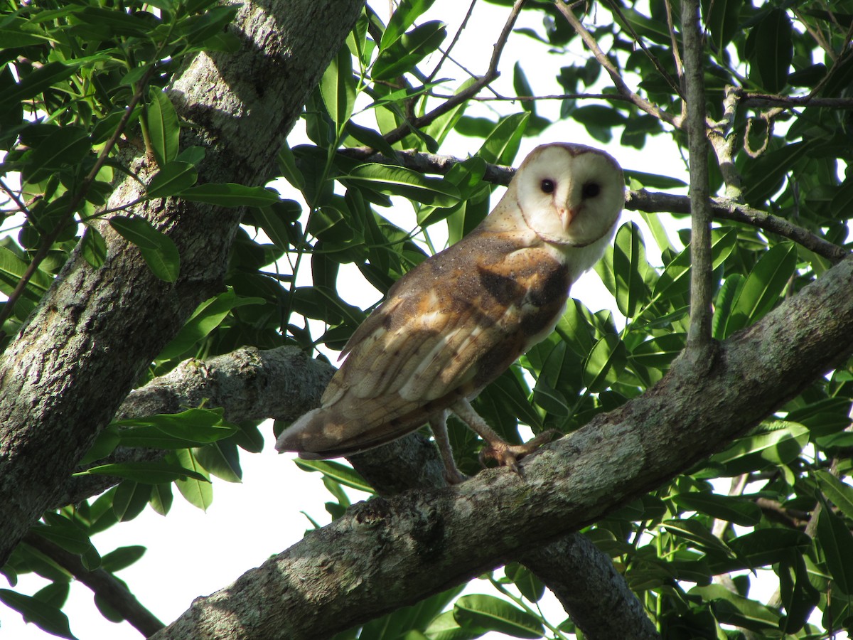 Barn Owl - Francisco Mariñez