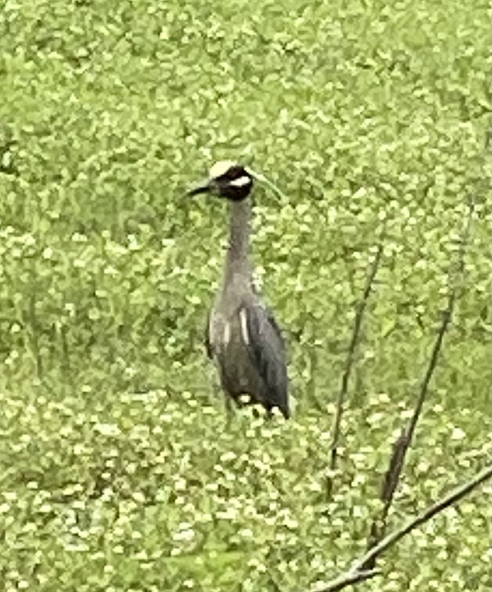 Yellow-crowned Night Heron - ML581130501