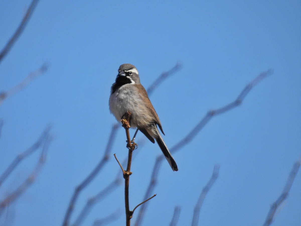 Black-throated Sparrow - ML581131011