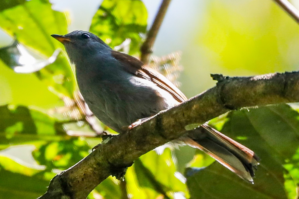 Andean Solitaire - Matthew Douglas Gable