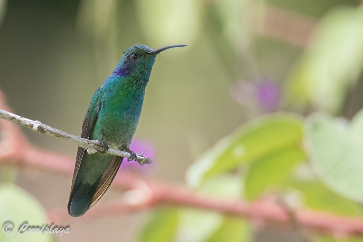kolibřík modrouchý (ssp. cabanidis) - ML581133851
