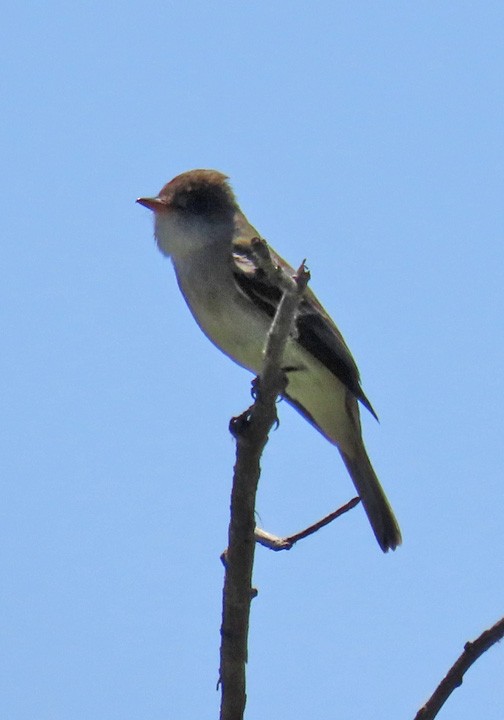 Willow Flycatcher - ML581135071