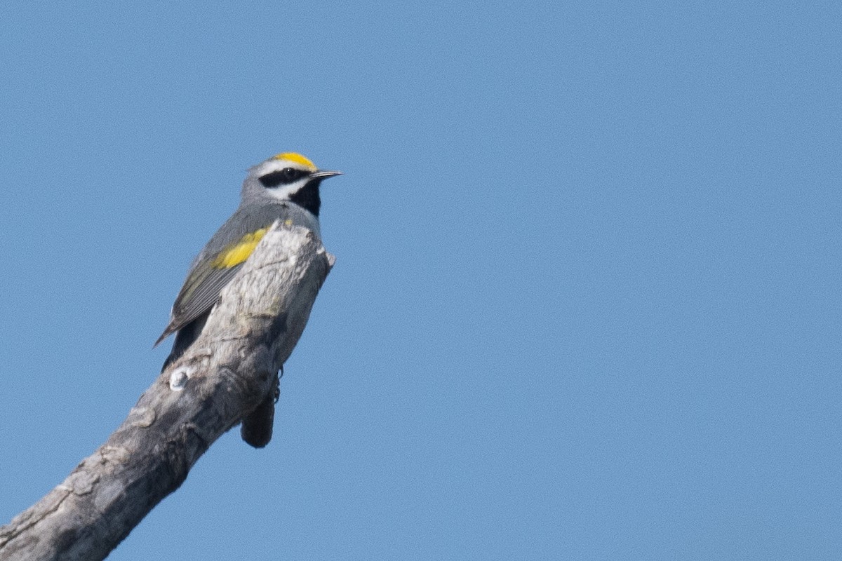 Golden-winged Warbler - ML581135211