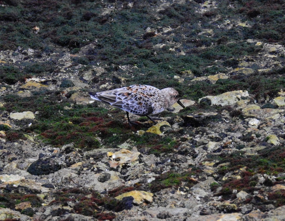 Sanderling - Fernando T Rico