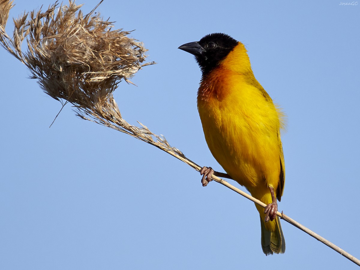 Black-headed Weaver - ML581136221