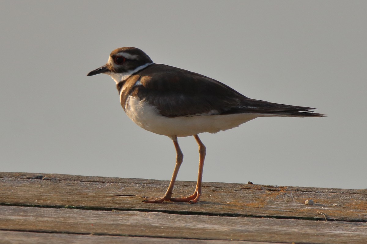 Killdeer - ML581136861