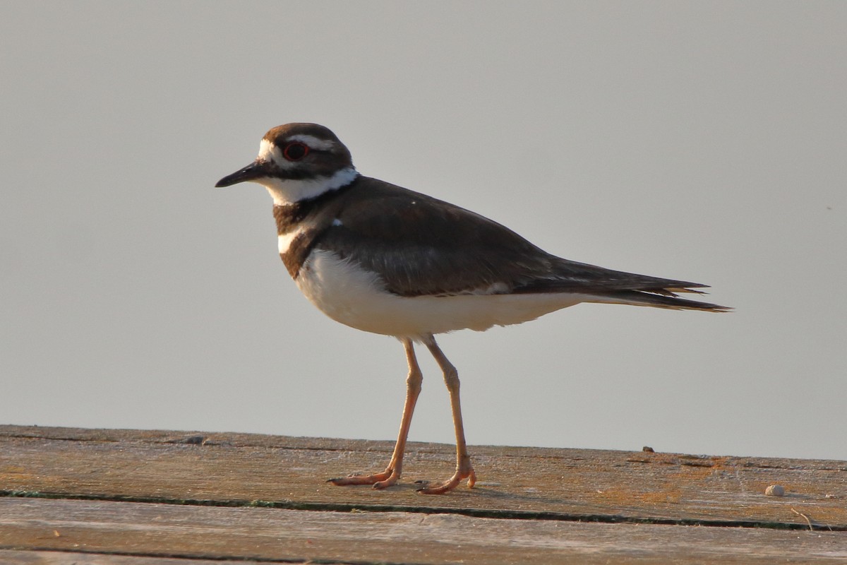 Killdeer - ML581136871