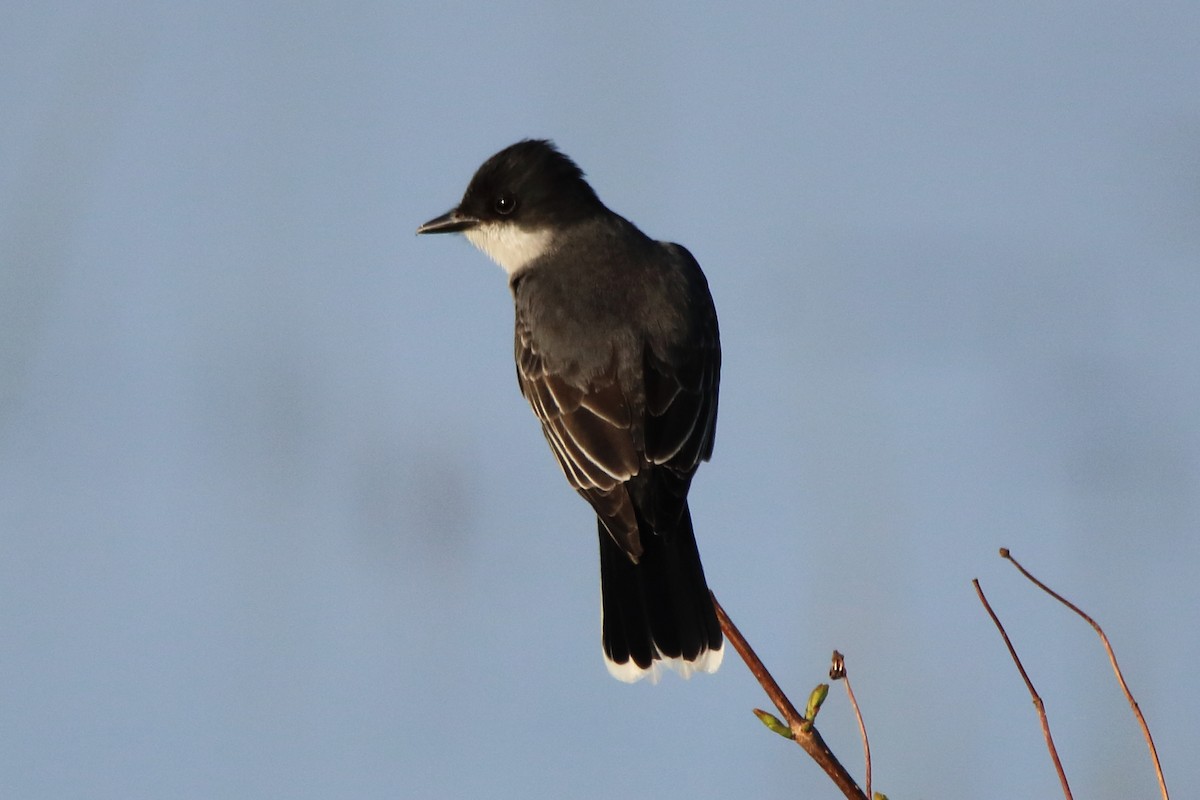 Eastern Kingbird - ML581137101