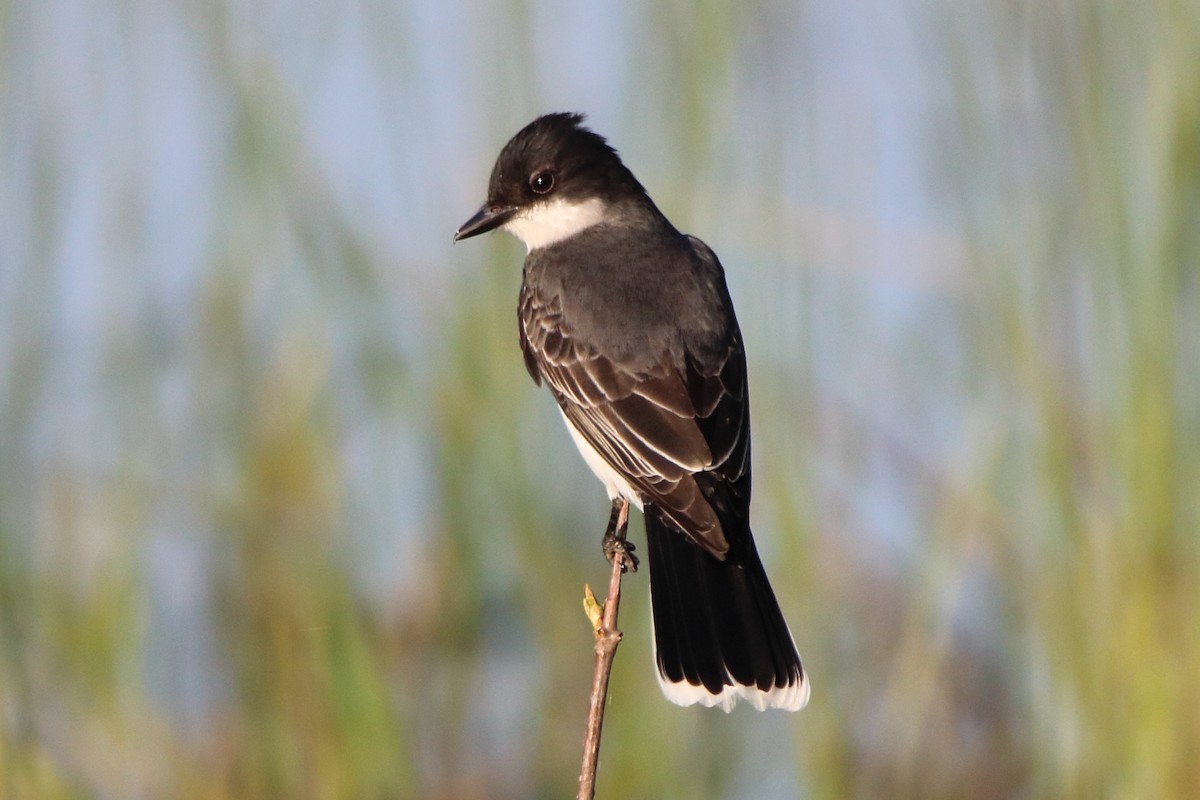 Eastern Kingbird - ML581137111