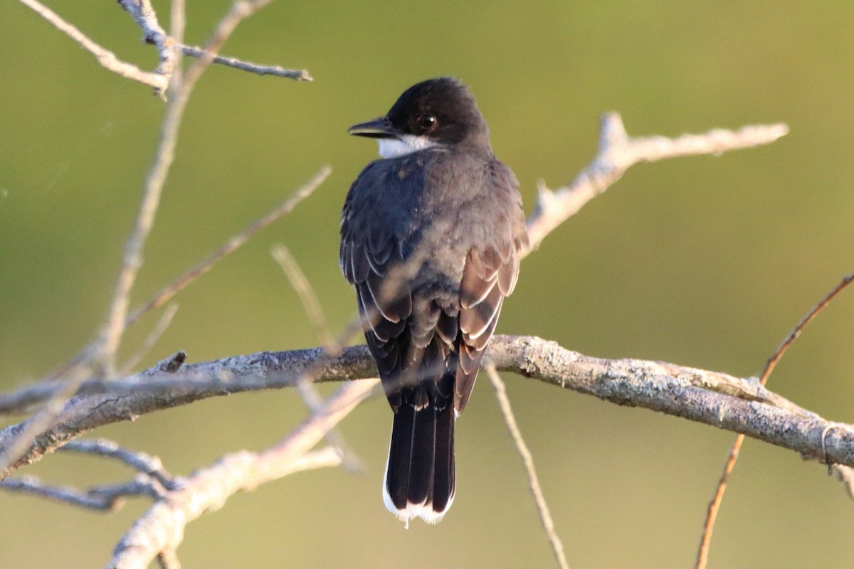 Eastern Kingbird - ML581137121