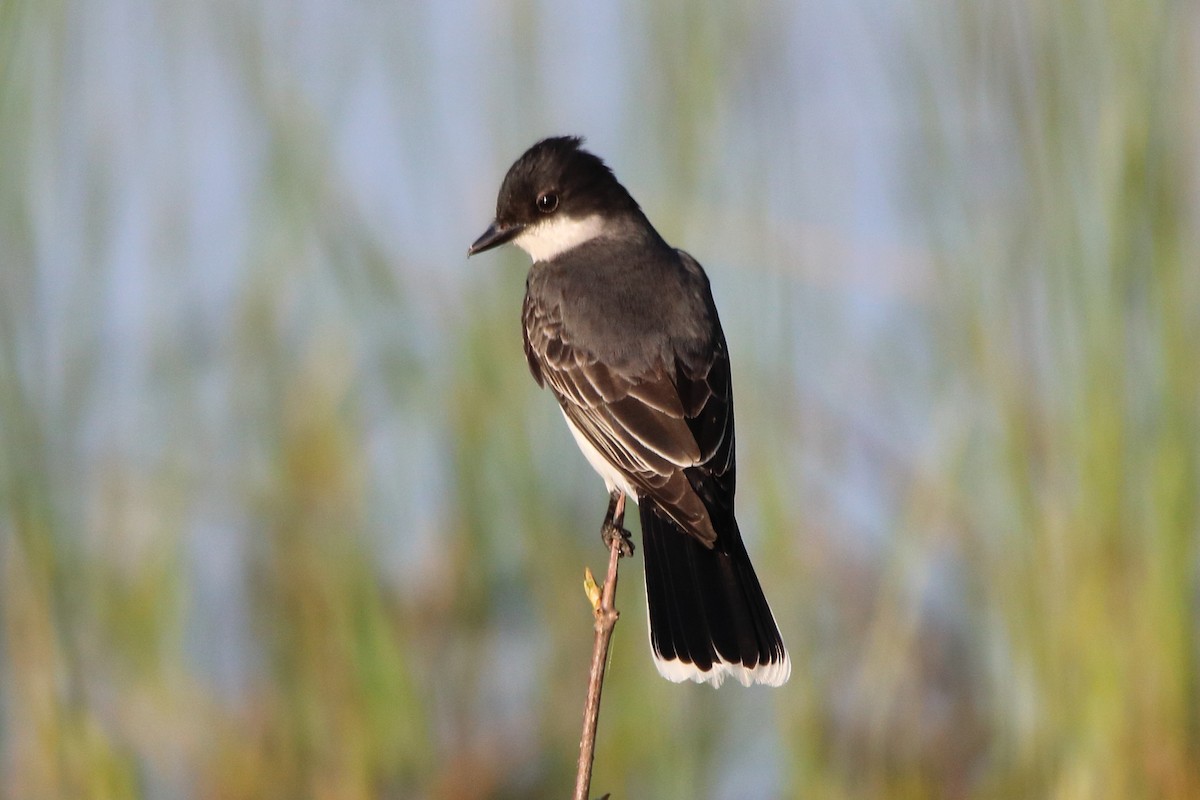 Eastern Kingbird - ML581137131