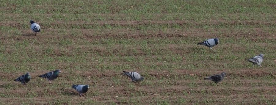 Rock Pigeon (Feral Pigeon) - ML581137211