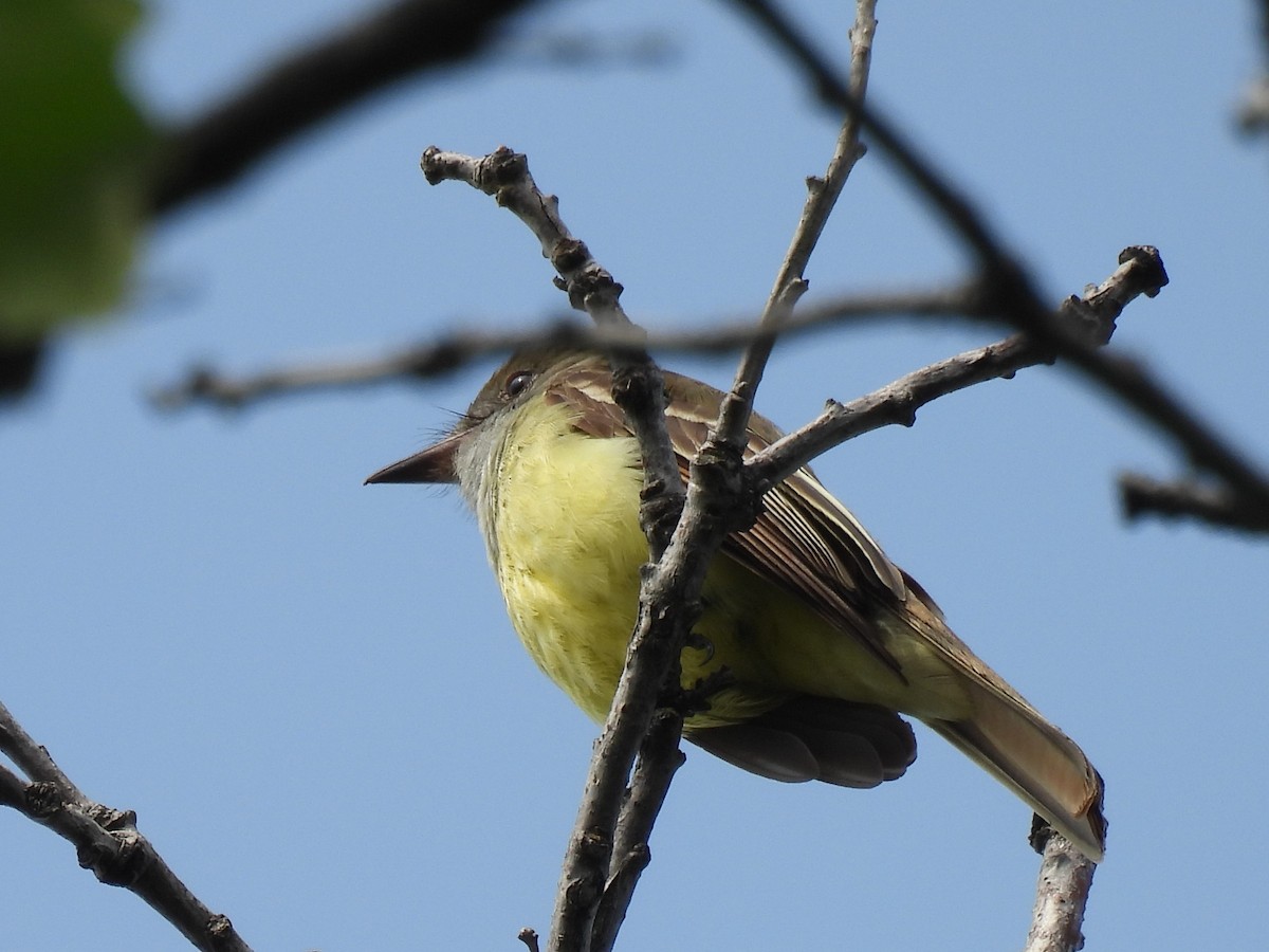 Great Crested Flycatcher - ML581140381