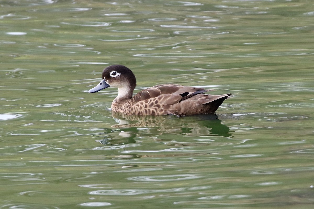 Andaman Teal - Jonathan Slifkin