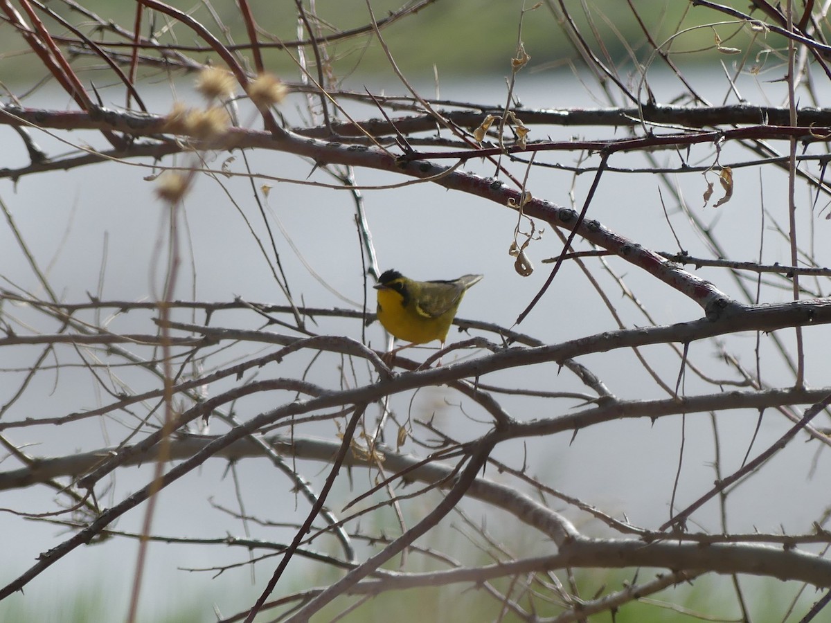 Kentucky Warbler - ML58114491