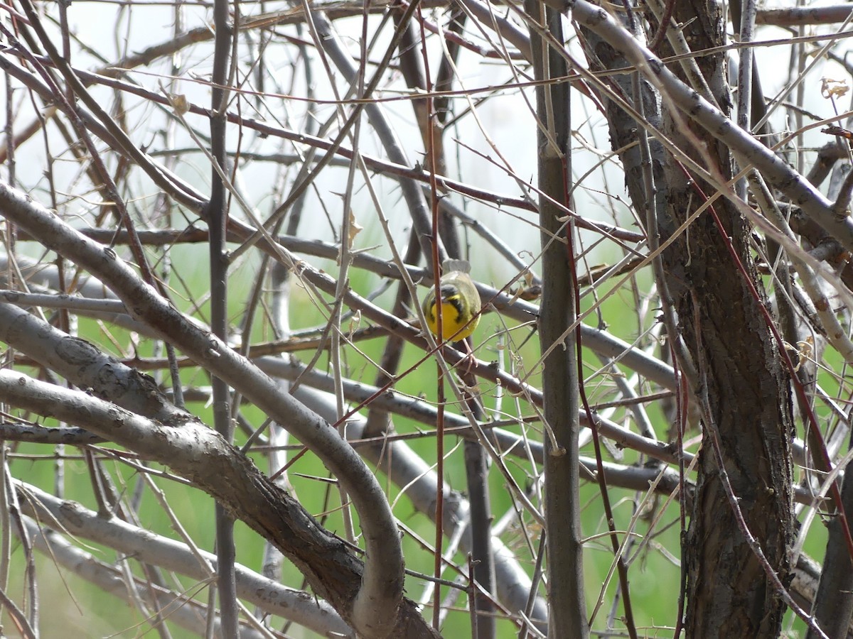 Kentucky Warbler - ML58114551