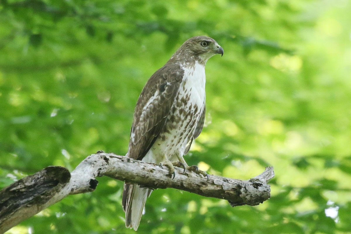 Red-tailed Hawk - Jelmer Poelstra