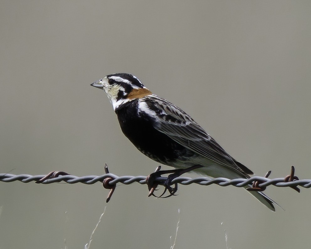 Chestnut-collared Longspur - Jeff Stacey