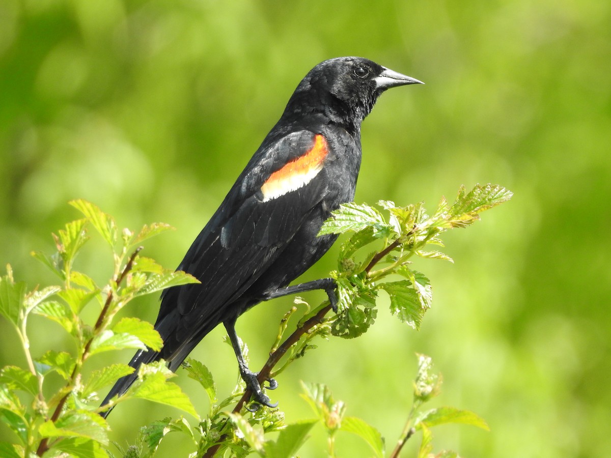 Red-winged Blackbird - ML581149571