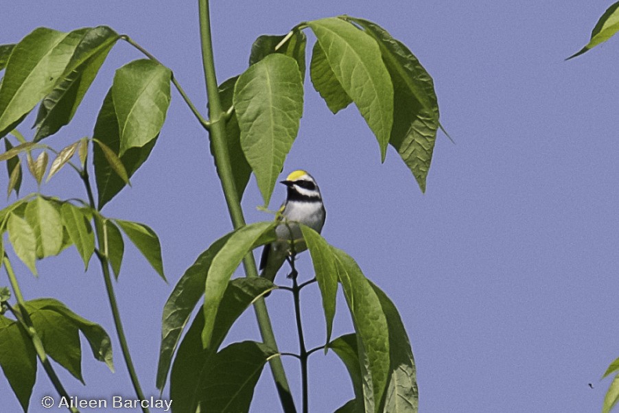 Golden-winged Warbler - Aileen Barclay